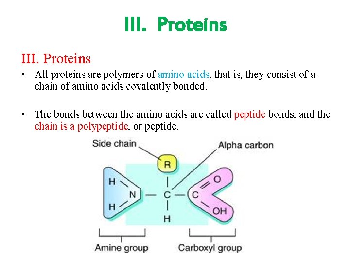III. Proteins • All proteins are polymers of amino acids, that is, they consist III. Proteins • All proteins are polymers of amino acids, that is, they consist