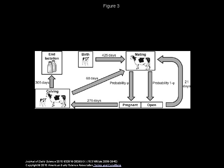 Dairy Cattle Breeding Simulation Program A simulation program
