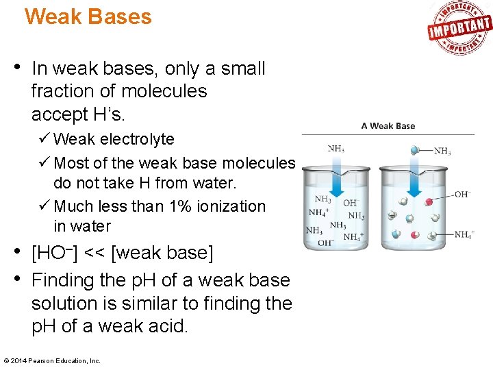 Weak Bases • In weak bases, only a small fraction of molecules accept H’s.