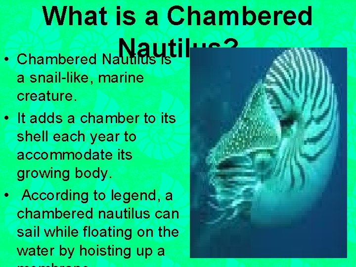 What is a Chambered Nautilus? • Chambered Nautilus is a snail-like, marine creature. •