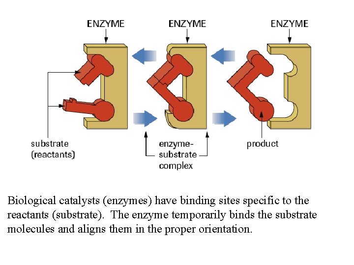 Biological catalysts (enzymes) have binding sites specific to the reactants (substrate). The enzyme temporarily
