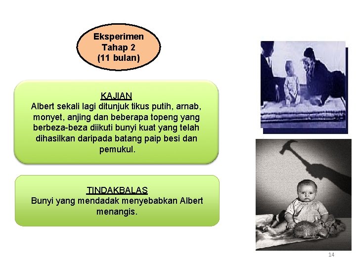Eksperimen Tahap 2 (11 bulan) KAJIAN Albert sekali lagi ditunjuk tikus putih, arnab, monyet,