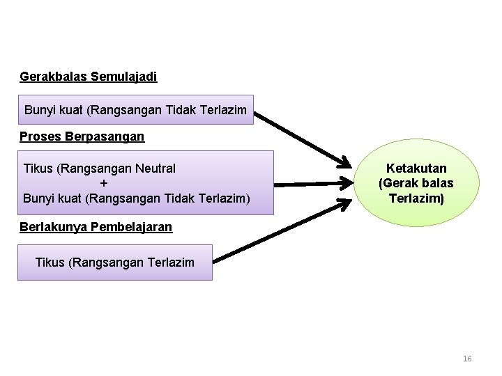  Gerakbalas Semulajadi Bunyi kuat (Rangsangan Tidak Terlazim Proses Berpasangan Tikus (Rangsangan Neutral +