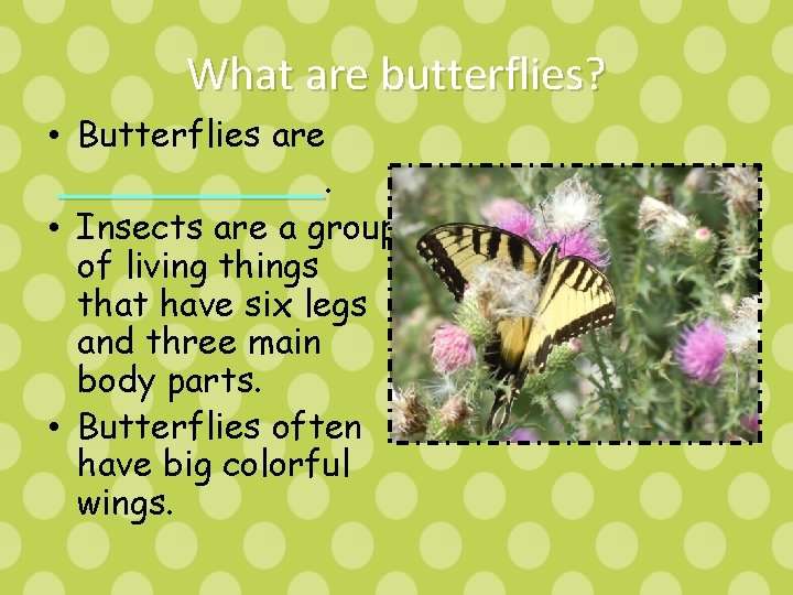 What are butterflies? • Butterflies are ______ • Insects are a group of living