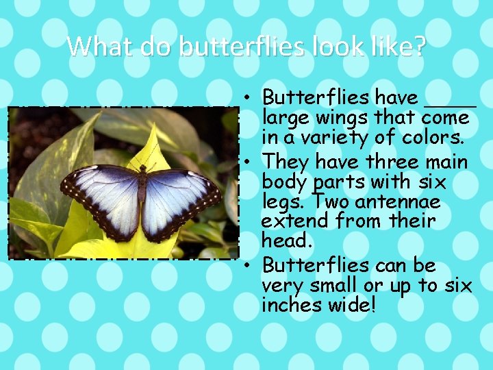 What do butterflies look like? • Butterflies have ____ large wings that come in