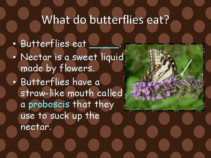 What do butterflies eat? • Butterflies eat _____ • Nectar is a sweet liquid