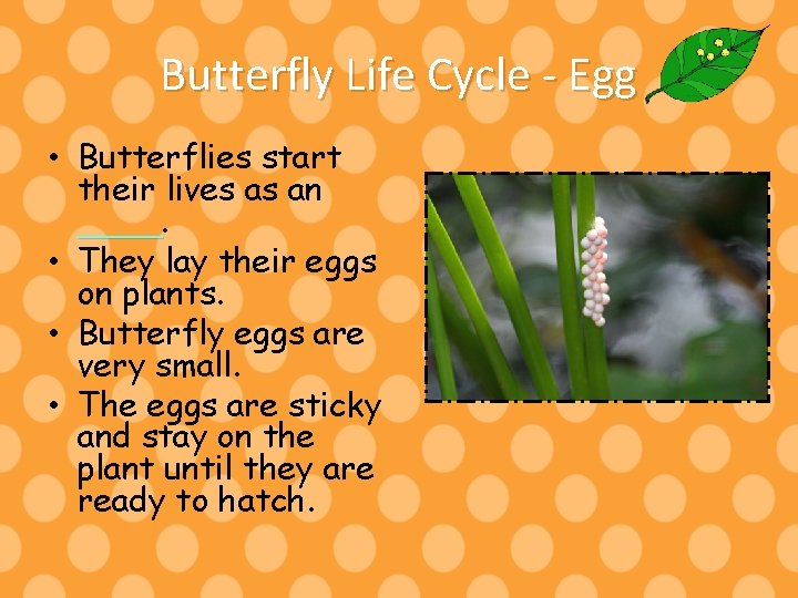 Butterfly Life Cycle - Egg • Butterflies start their lives as an ____ •
