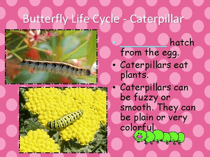 Butterfly Life Cycle - Caterpillar • ____ hatch from the egg. • Caterpillars eat