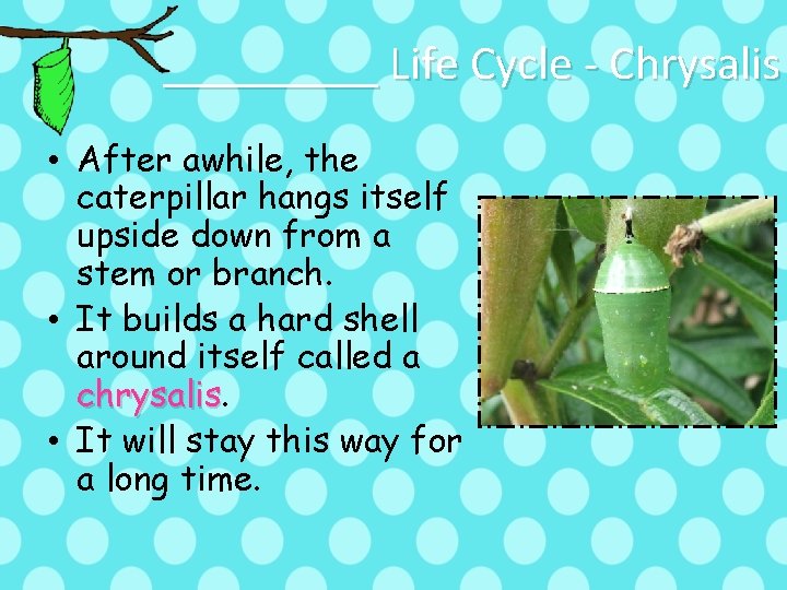 _____ Life Cycle - Chrysalis • After awhile, the caterpillar hangs itself upside down