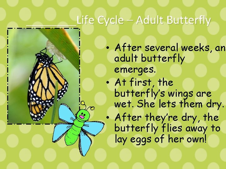 ____Life Cycle – Adult Butterfly • After several weeks, an adult butterfly emerges. •