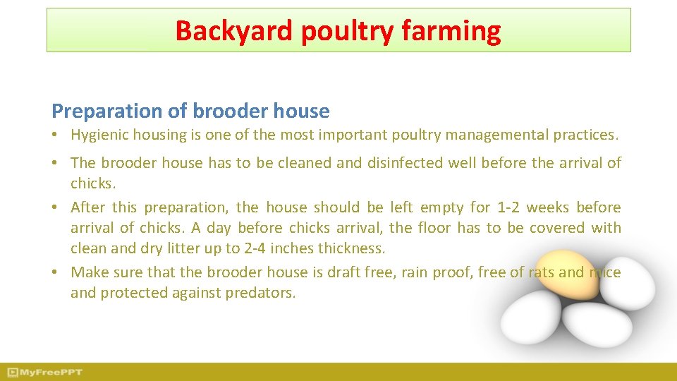 Backyard poultry farming Preparation of brooder house • Hygienic housing is one of the