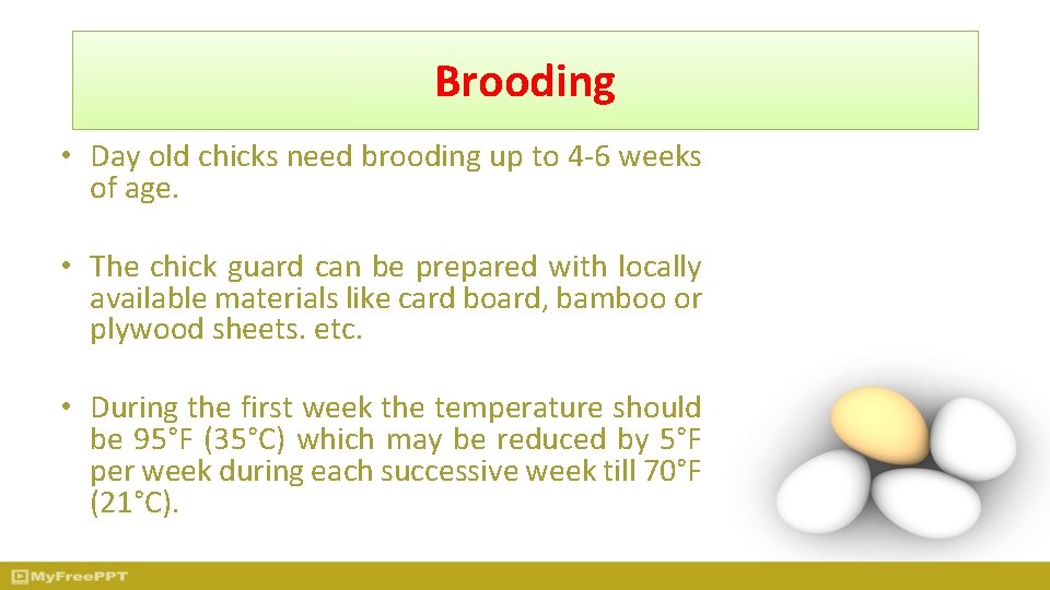 Brooding • Day old chicks need brooding up to 4 -6 weeks of age.