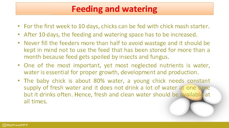 Feeding and watering • For the first week to 10 days, chicks can be