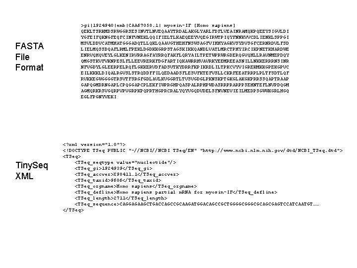 FASTA File Format Tiny. Seq XML >gi|1924940|emb|CAA 67058. 1| myosin-IF [Homo sapiens] QEKLTSRKMDSRWGGRSESINVTLNVEQAAYTRDALAKGLYARLFDFLVEAINRAMQKPQEEYSIGVLDI YGFEIFQKNGFEQFCINFVNEKLQQIFIELTLKAEQEEYVQEGIRWTPIQYFNNKVVCDLIENKLSPPGI