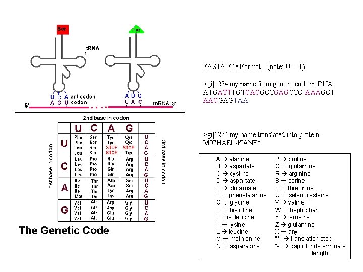 FASTA File Format…(note: U = T) >gi|1234|my name from genetic code in DNA ATGATTTGTCACGCTGAGCTC-AAAGCT