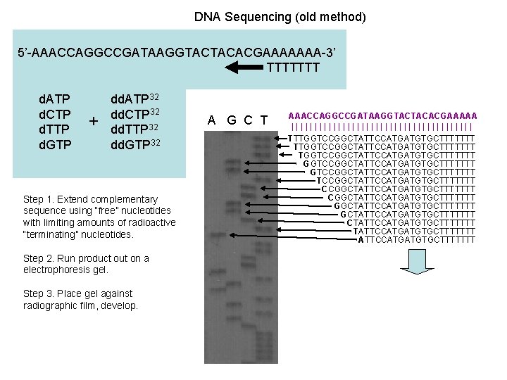 DNA Sequencing (old method) 5’-AAACCAGGCCGATAAGGTACTACACGAAAAAAA-3’ TTTTTTT d. ATP d. CTP d. TTP d. GTP