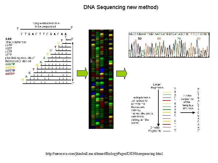 DNA Sequencing new method) http: //users. rcn. com/jkimball. ma. ultranet/Biology. Pages/D/DNAsequencing. html 