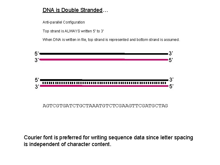 DNA is Double Stranded… Anti-parallel Configuration Top strand is ALWAYS written 5’ to 3’