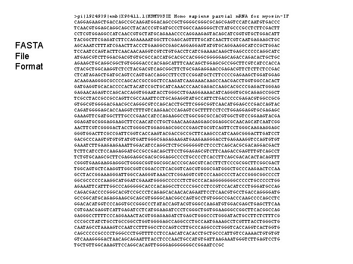 FASTA File Format >gi|1924939|emb|X 98411. 1|HSMYOSIE Homo sapiens partial m. RNA for myosin-IF CAGGAGAAGCTGACCAGCCGCAAGATGGACAGCCGCTGGGGCGCAGCGAGTCCATCAATGTGACCC