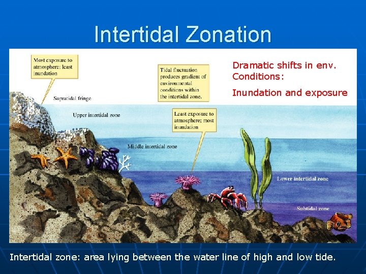 Intertidal Zonation Dramatic shifts in env. Conditions: Inundation and exposure Intertidal zone: area lying