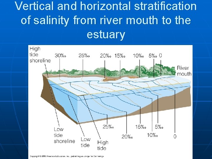 Vertical and horizontal stratification of salinity from river mouth to the estuary 