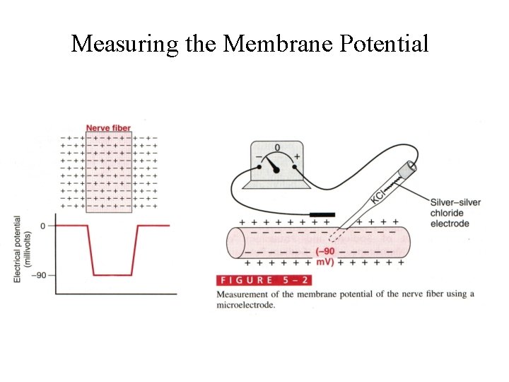 Measuring the Membrane Potential 