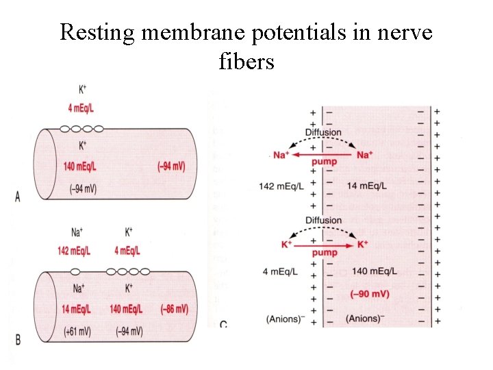 Resting membrane potentials in nerve fibers 