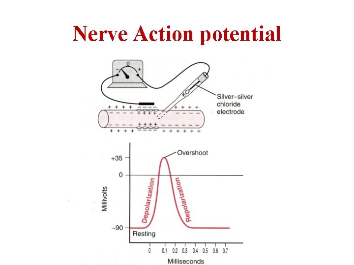 Nerve Action potential 