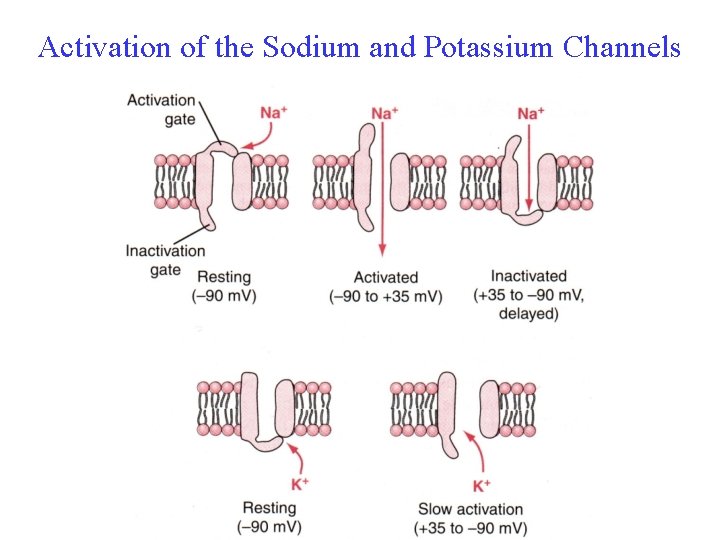 Activation of the Sodium and Potassium Channels 