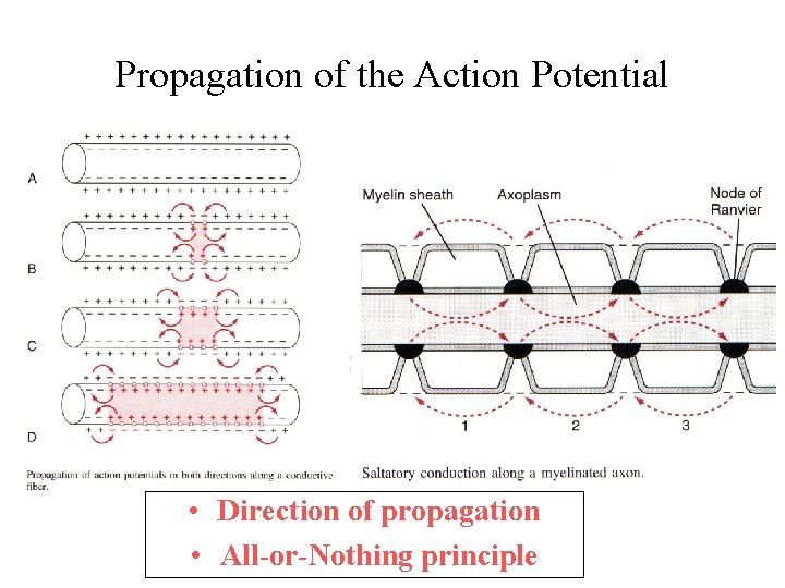 Propagation of the Action Potential • Direction of propagation • All-or-Nothing principle 