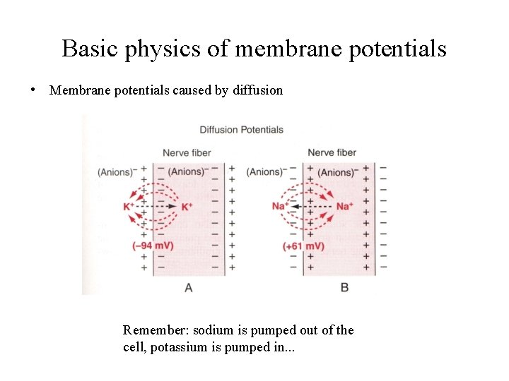 Basic physics of membrane potentials • Membrane potentials caused by diffusion Remember: sodium is
