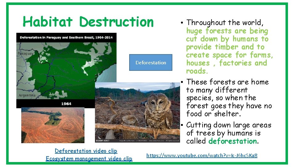 Habitat Destruction Deforestation video clip Ecosystem management video clip • Throughout the world, huge