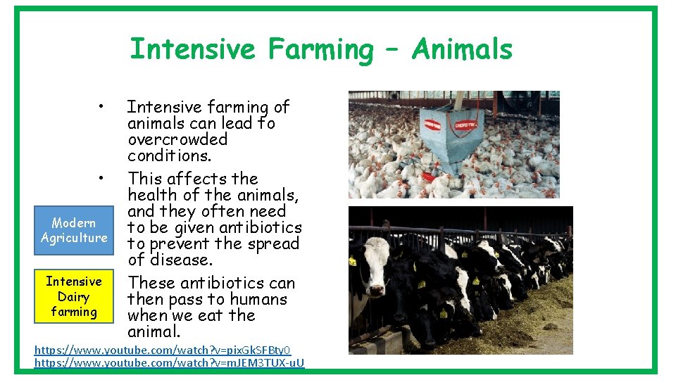 Intensive Farming – Animals • • Modern Agriculture Intensive • Dairy farming Intensive farming