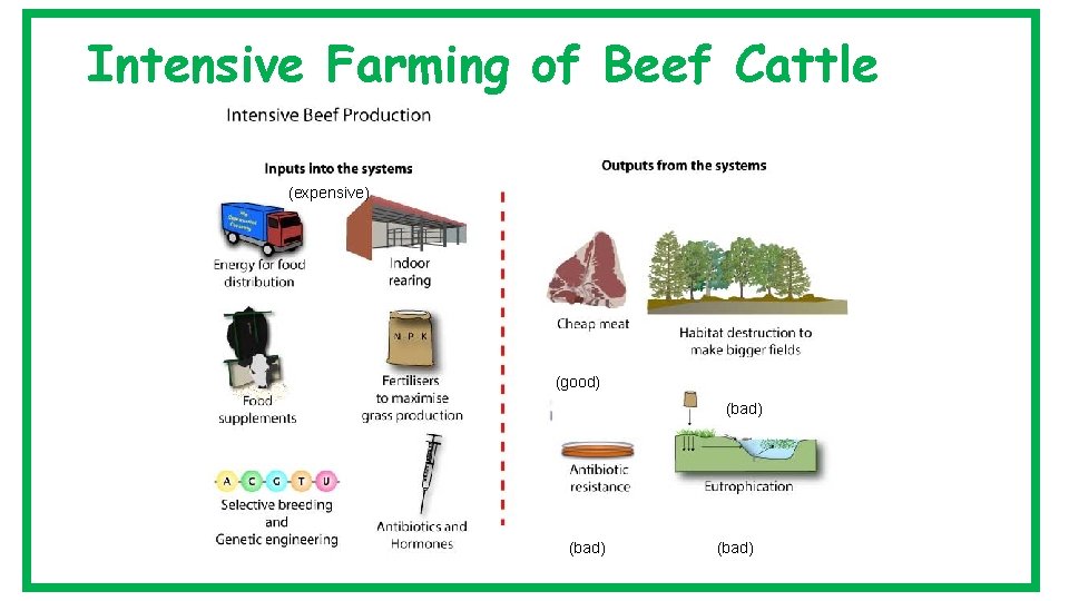 Intensive Farming of Beef Cattle (expensive) (good) (bad) 