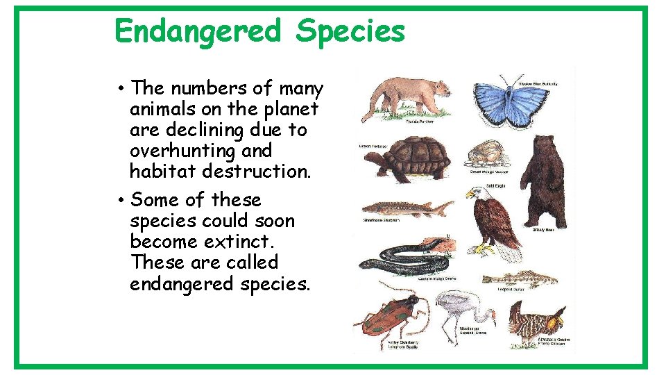 Endangered Species • The numbers of many animals on the planet are declining due