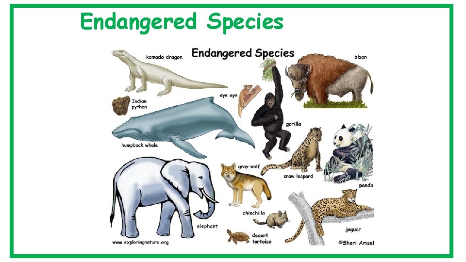 Endangered Species 