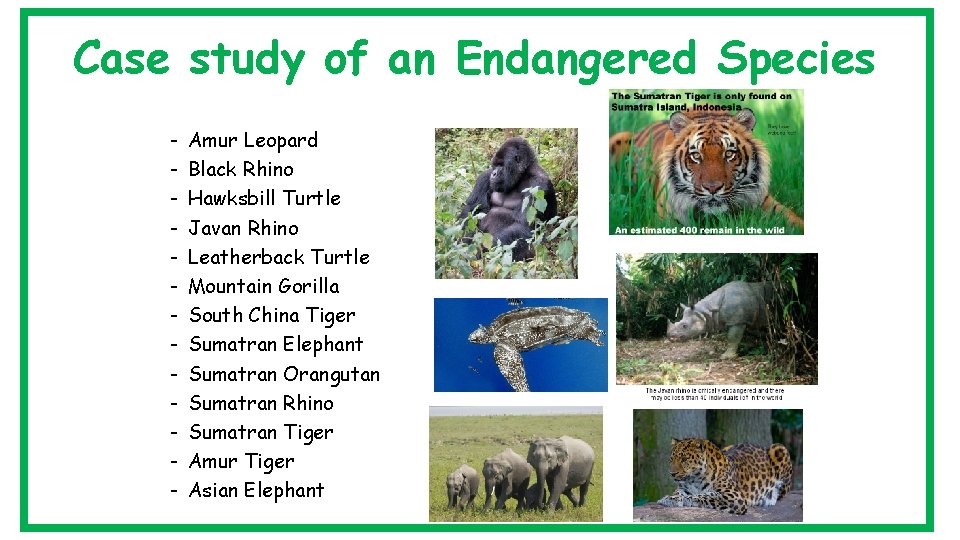 Case study of an Endangered Species - Amur Leopard Black Rhino Hawksbill Turtle Javan