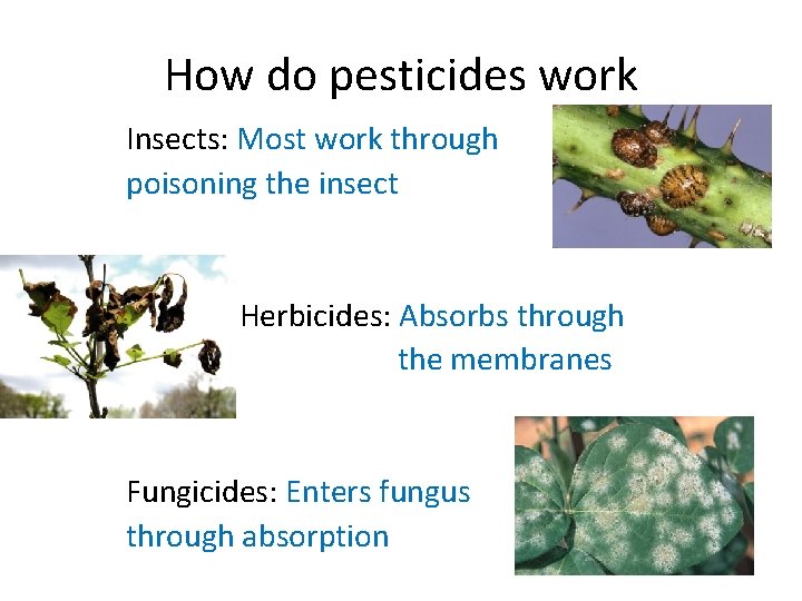 How do pesticides work Insects: Most work through poisoning the insect Herbicides: Absorbs through