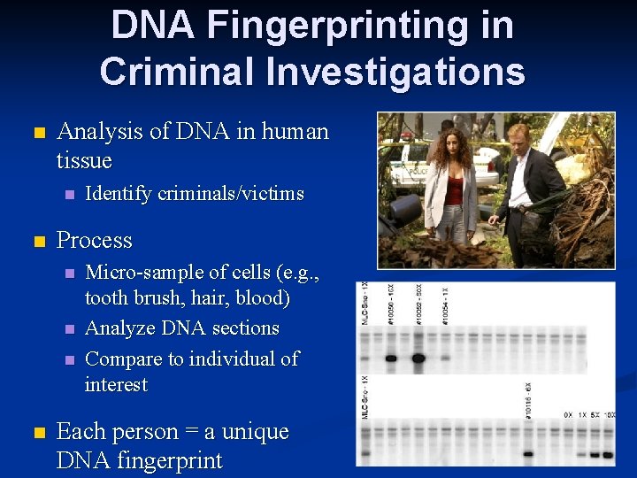 DNA Fingerprinting in Criminal Investigations n Analysis of DNA in human tissue n n