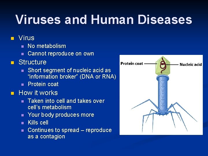Viruses and Human Diseases n Virus n n n Structure n n n No