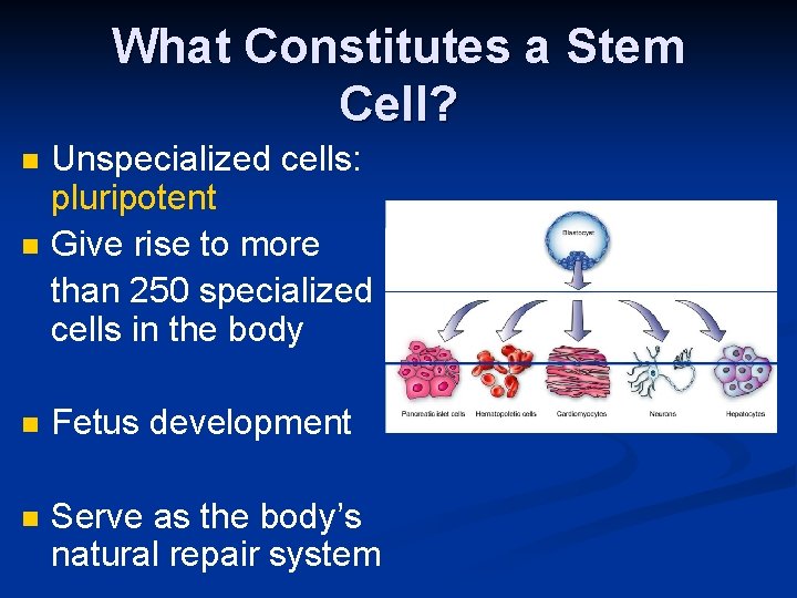 What Constitutes a Stem Cell? n Unspecialized cells: pluripotent Give rise to more than