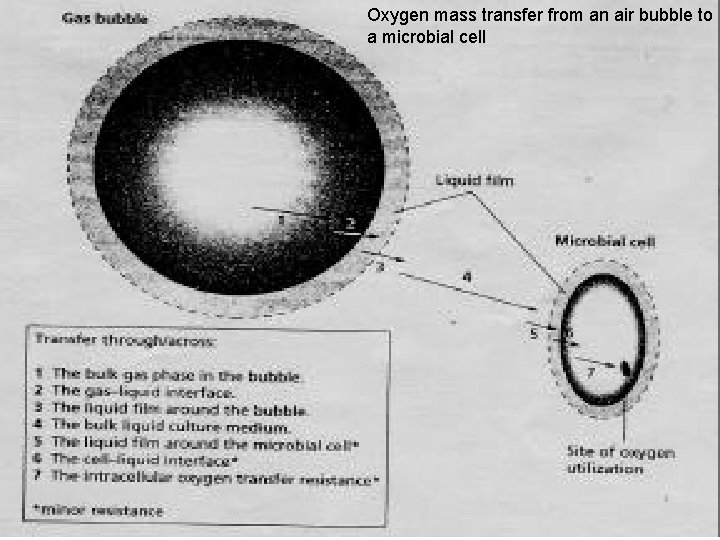 Oxygen mass transfer from an air bubble to a microbial cell 