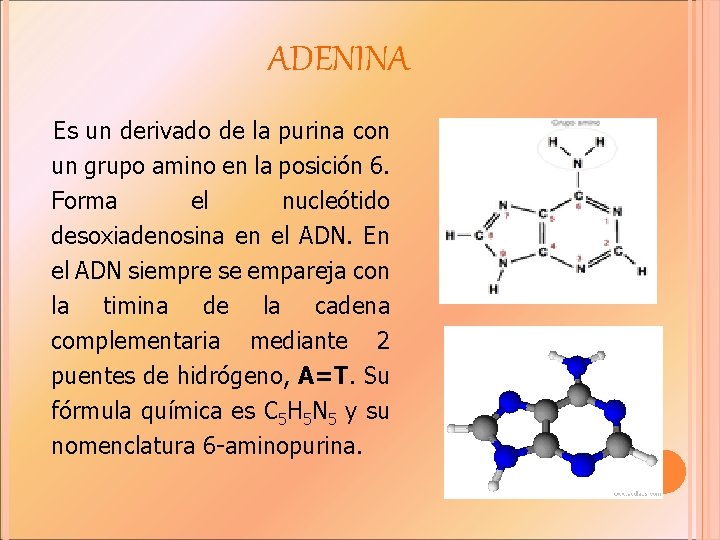 ADENINA Es un derivado de la purina con un grupo amino en la posición