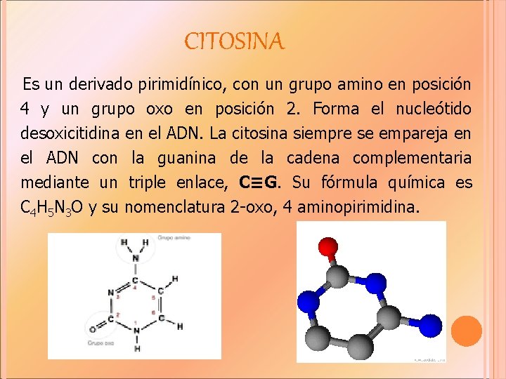 CITOSINA Es un derivado pirimidínico, con un grupo amino en posición 4 y un