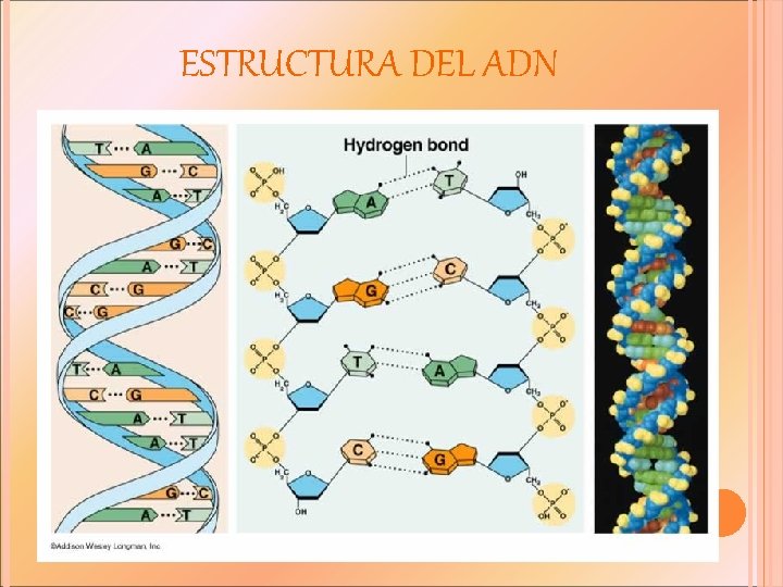 ESTRUCTURA DEL ADN 