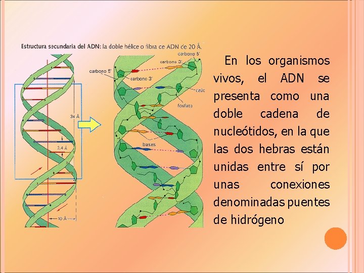 En los organismos vivos, el ADN se presenta como una doble cadena de nucleótidos,