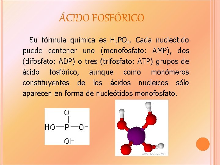 ÁCIDO FOSFÓRICO Su fórmula química es H 3 PO 4. Cada nucleótido puede contener