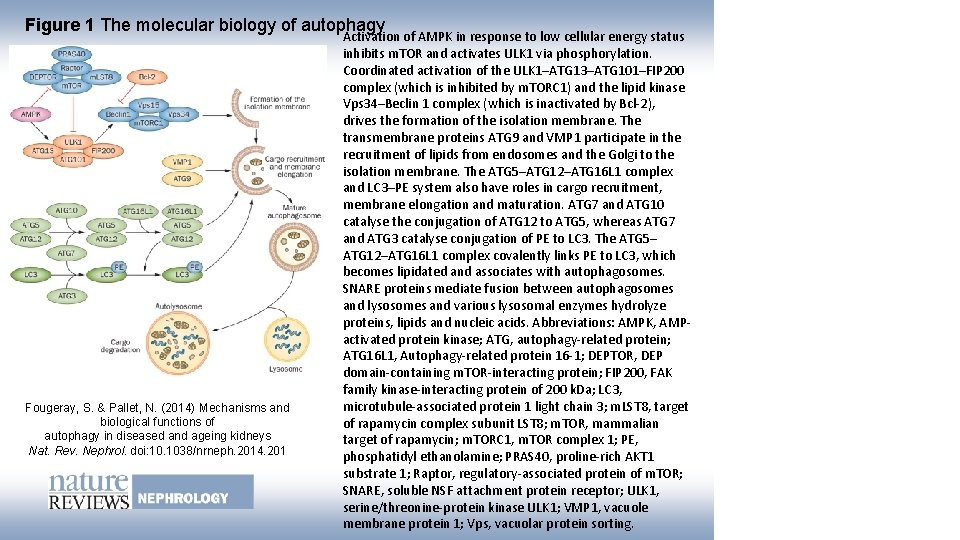 Figure 1 The molecular biology of autophagy Fougeray, S. & Pallet, N. (2014) Mechanisms