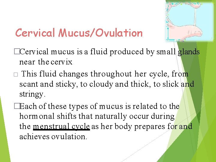 Cervical Mucus/Ovulation �Cervical mucus is a fluid produced by small glands near the cervix