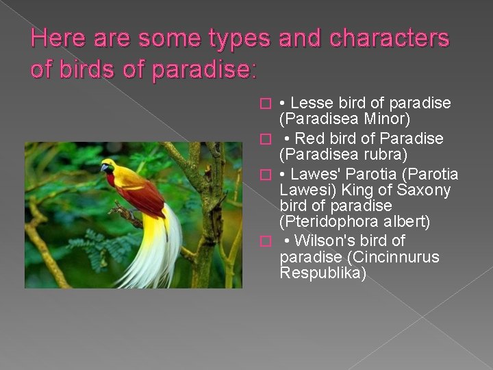 Here are some types and characters of birds of paradise: • Lesse bird of